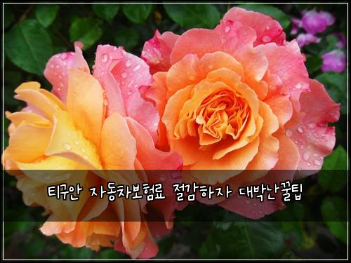 ํฐ๊ตฌ์ ์๋์ฐจ๋ณดํ๋ฃ ์ ๊ฐํ์ ๋๋ฐ๋๊ฟํ
