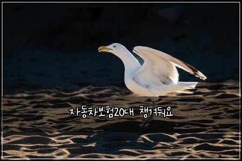 자동차보험20대 챙겨둬요