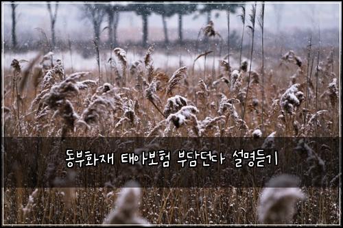 동부화재 태아보험 부담던다  설명듣기