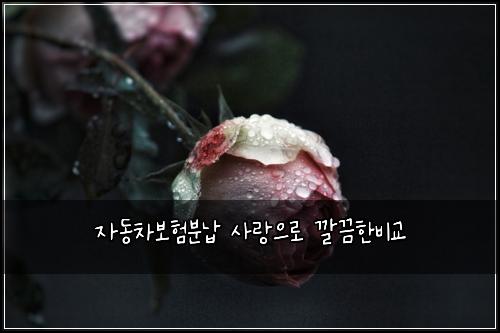 자동차보험분납 사랑으로 깔끔한비교