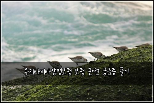 우리아비바생명보험 보험 관련 궁금증 풀기