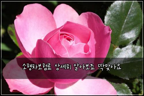 소형차보험료 상세히 알아보죠 딱맞아요