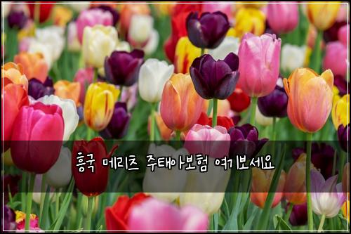 흥국 메리츠 주태아보험 여기보세요 