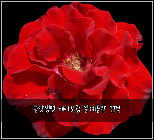 동양생명 태아보험 설계공략  견적