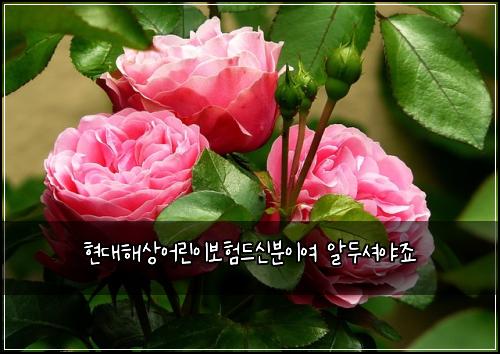 현대해상어린이보험드신분이여 알두셔야죠