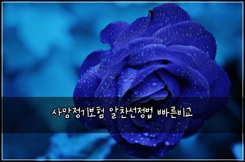 사망정기보험 알찬선정법  빠른비교
