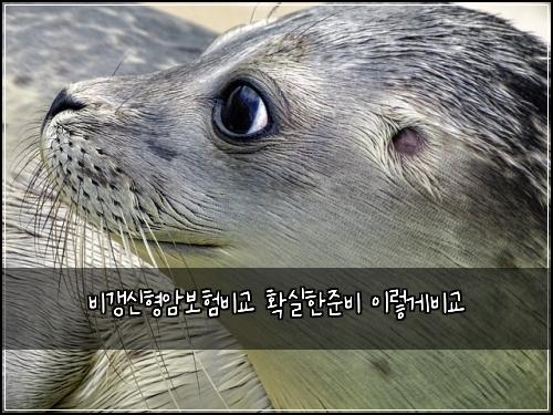 비갱신형암보험비교 확실한준비 이렇게비교