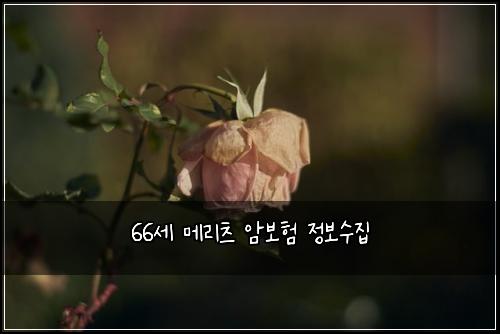 66μΈ λ©λ¦¬μΈ μ보ν μ 보μμ§