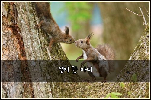 영어 한 마디