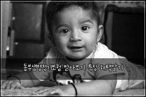 동부생명정기보험 받아보기  특징 혜택알기