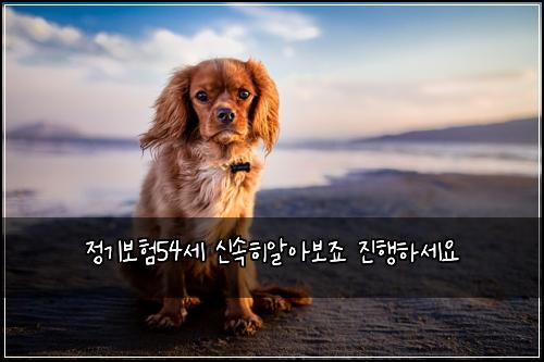 정기보험54세 신속히알아보죠 진행하세요