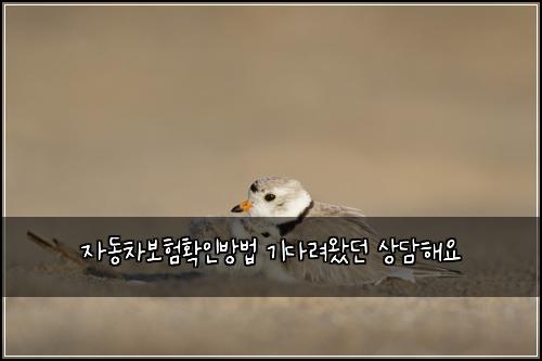 자동차보험확인방법 기다려왔던 상담해요