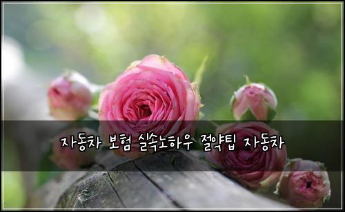 자동차 보험 실속노하우  절약팁 자동차