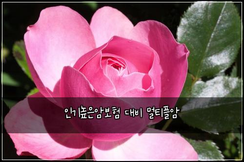 인기높은암보험 대비  멀티플암