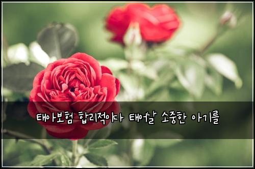태아보험 합리적이다  태어날 소중한 아기를