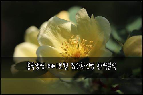 흥국생명 태아보험 집중확인법  완벽분석
