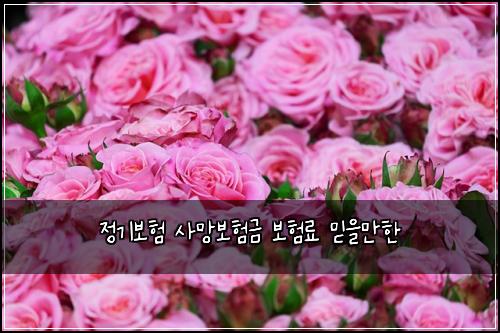 ์ ๊ธฐ๋ณดํ ์ฌ๋ง๋ณดํ๊ธ ๋ณดํ๋ฃ ๋ฏฟ์๋งํ