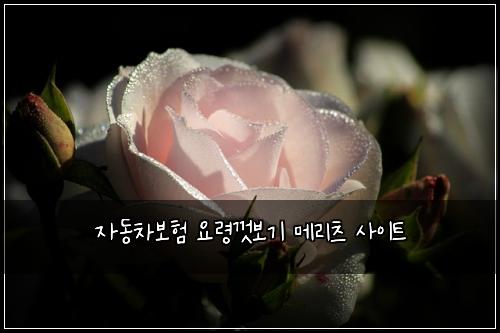 자동차보험 요령껏보기  메리츠 사이트