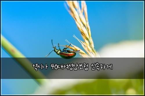 역시나 40대여성암보험 신속하게 