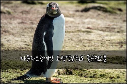 ์๋์ฐจ๋ณดํ์์ ์๋ น๊ป๋ฎ์ถฐ์ ์ข์์ ๋ณด๋ค