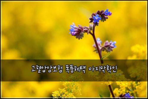 ๊ณ ํ์์๋ณดํ ํญํํํ ๋ง์ง๋งํ์ธ