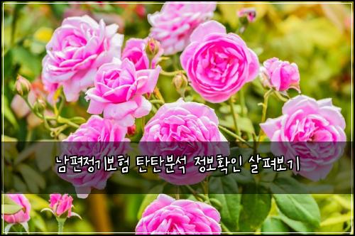 남편정기보험 탄탄분석  정보확인 살펴보기