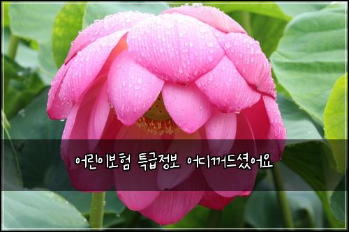 어린이보험 특급정보  어디꺼드셨어요