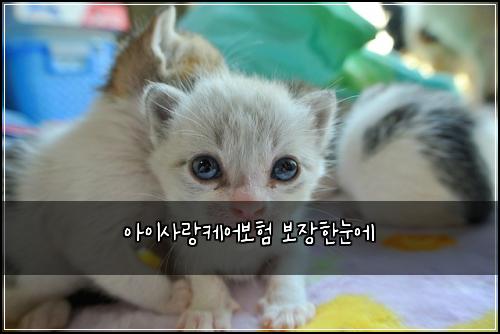아이사랑케어보험 보장한눈에 