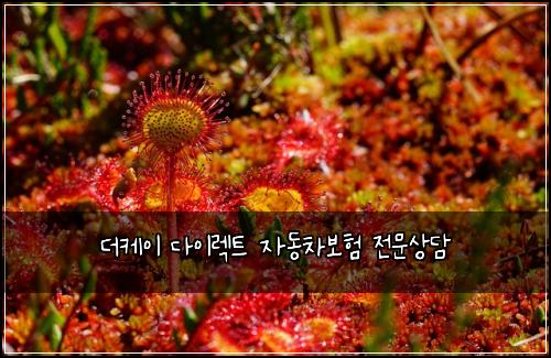 ๋์ผ์ด ๋ค์ด๋ ํธ ์๋์ฐจ๋ณดํ ์ ๋ฌธ์๋ด