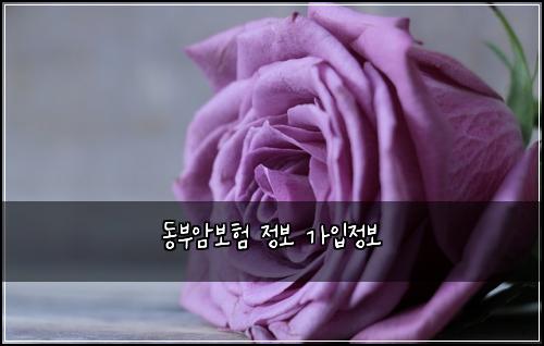 동부암보험 정보  가입정보