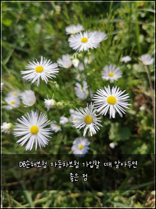 DB손해보험 자동차보험 가입할 때 알아두면 좋은 점