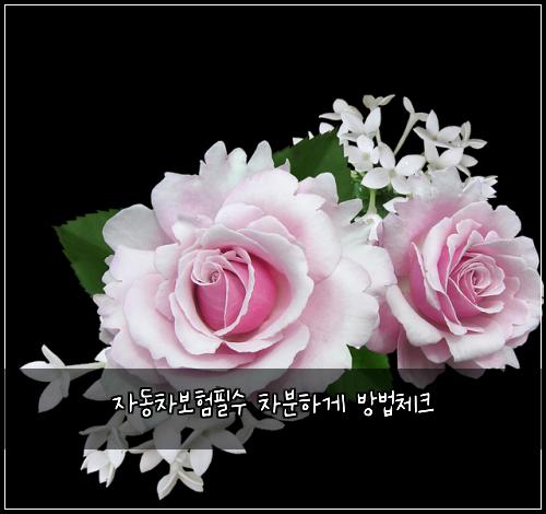 자동차보험필수 차분하게 방법체크