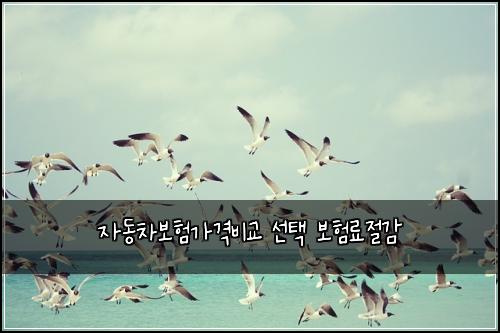 자동차보험가격비교 선택 보험료절감