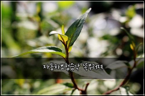 자동차보험승낙 똑부러져