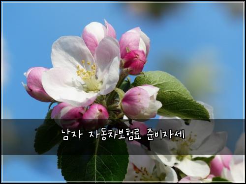 남자 자동차보험료 준비자세
