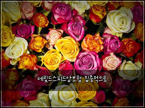 메맂드스피드암보험 집중적으로 