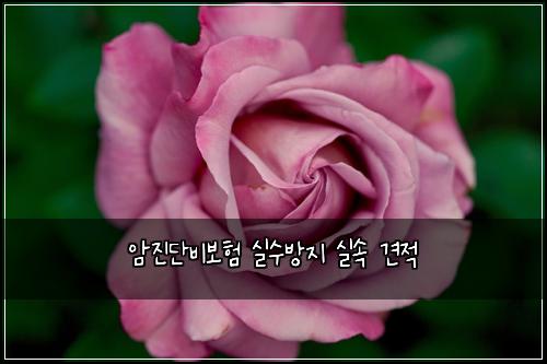 암진단비보험 실수방지  실속 견적