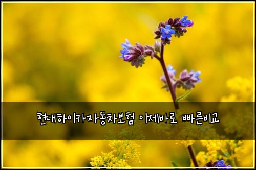 현대하이카자동차보험 이제바로  빠른비교