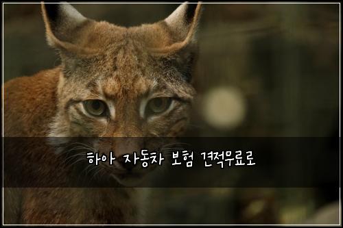 하아 자동차 보험 견적무료로 