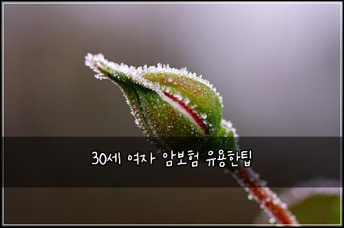 30세 여자 암보험 유용한팁 