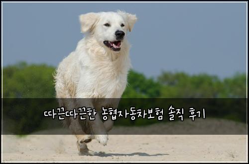 따끈따끈한 농협자동차보험 솔직 후기