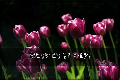 종신보험정기보험 알고 자료분석