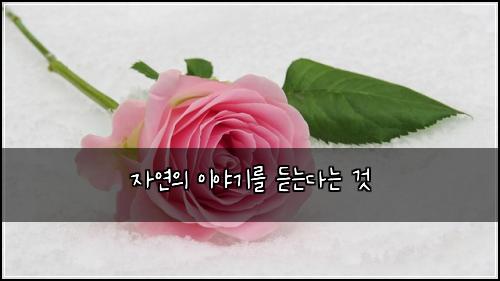 자연의 이야기를 듣는다는 것