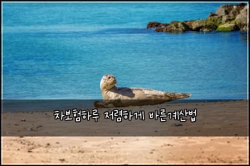 차보험하루 저렴하게 바른계산법