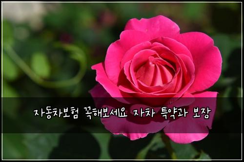 자동차보험 꼭해보세요  자차 특약과 보장