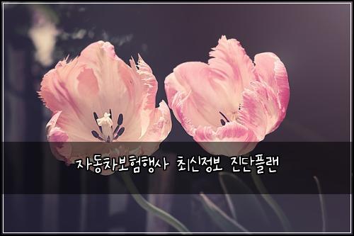 자동차보험행사 최신정보 진단플랜