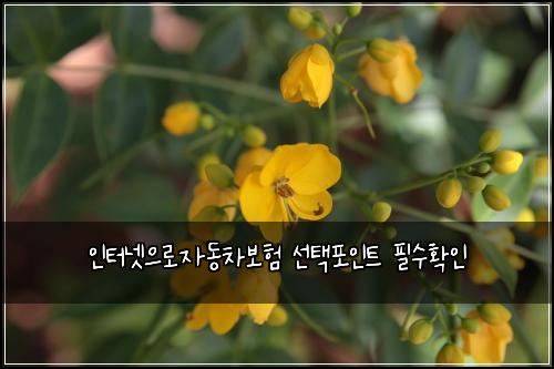 인터넷으로자동차보험 선택포인트  필수확인