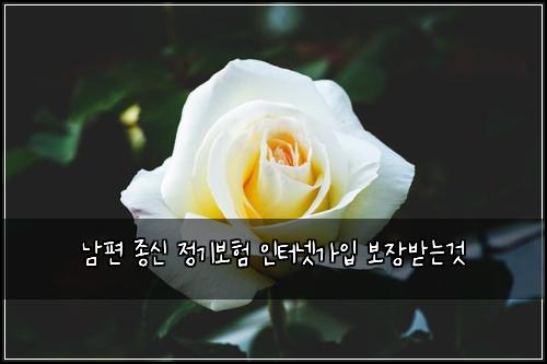 남편 종신 정기보험 인터넷가입  보장받는것