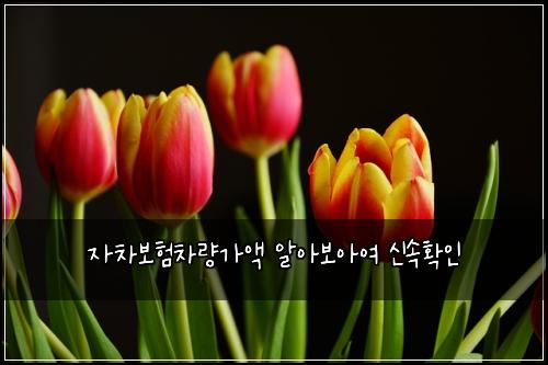 ์์ฐจ๋ณดํ์ฐจ๋๊ฐ์ก ์์๋ณด์์ฌ ์ ์ํ์ธ