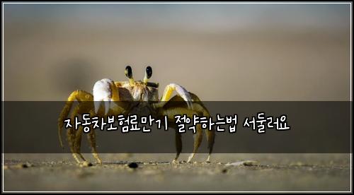 자동차보험료만기 절약하는법 서둘러요